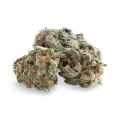 thumb of White Rhino Bud