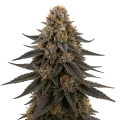 thumb of White Runtz Cannabis Plant