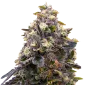 thumb of Zoap plant