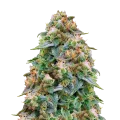 thumb of Zombie Death Fuck Plant